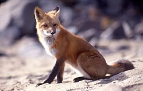 #Chucheríadecuento 16: La rabosa y las cerollas