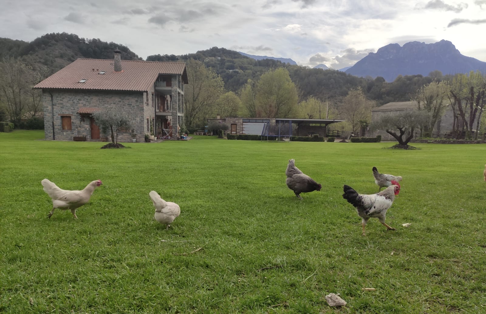 Lee más sobre el artículo #Chucheríadecuento 15: Las plumas