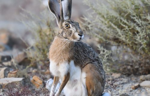 #Chucheríadecuento 19: Los cazadores y el sordo