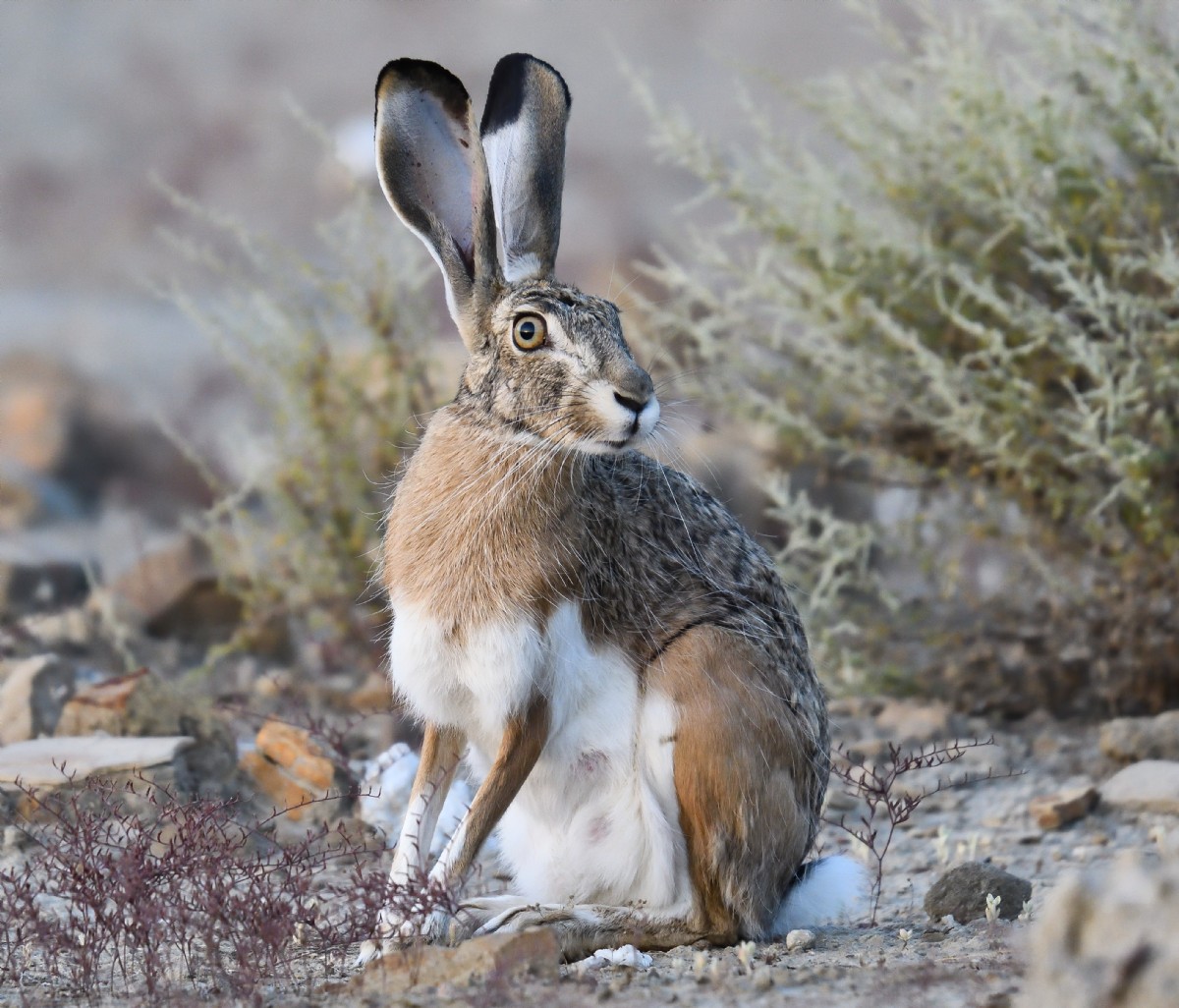 Lee más sobre el artículo #Chucheríadecuento 19: Los cazadores y el sordo