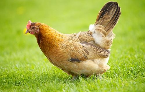 Cuento telegram. La mujer que nunca reñía con su marido.