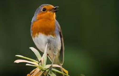 Cuento. El petirrojo