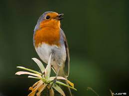 Lee más sobre el artículo Cuento. El petirrojo