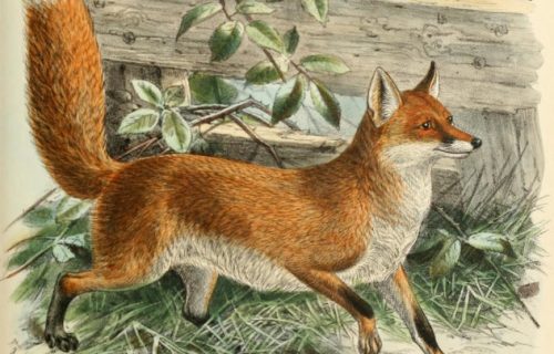 Cuento: La zorra amenaza con abatir el árbol