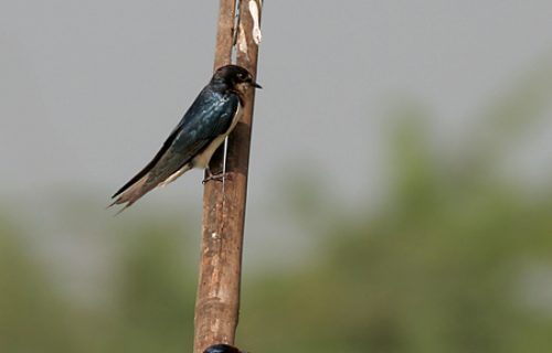 Cuento. Dime, golondrina.