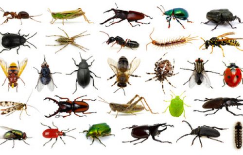 Cuento. Los bichos en guerra