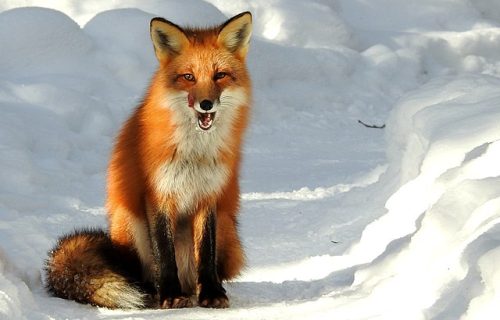 Cuento. Cuento de la rabosa