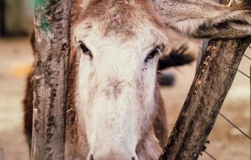Cuento. El buey y el asno