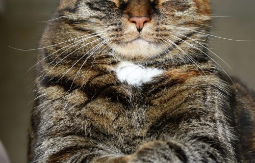 Cuento. Cuento d’o perro, o gato, o burro y o gallo