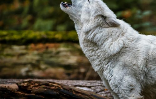 Cuento. La muchacha en forma de lobo