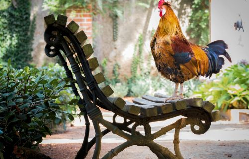 Cuento: Garbancito y el gallo Kirico