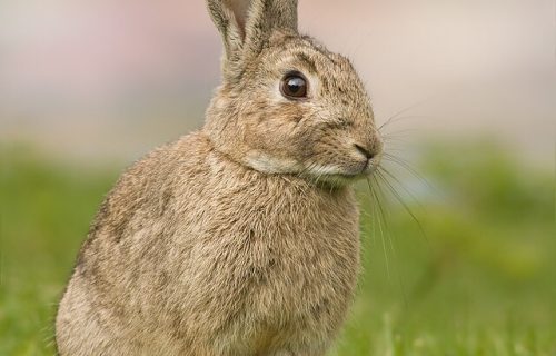 Cuento: El conejo y la perdiz se reparten la cosecha