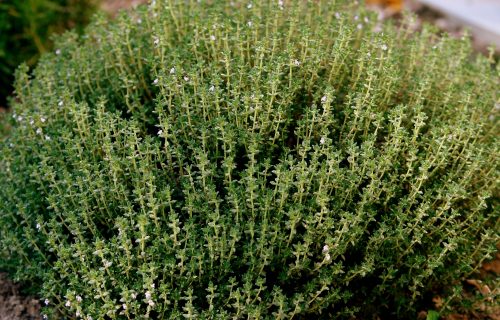 Cuento. La niña nacida de una raíz