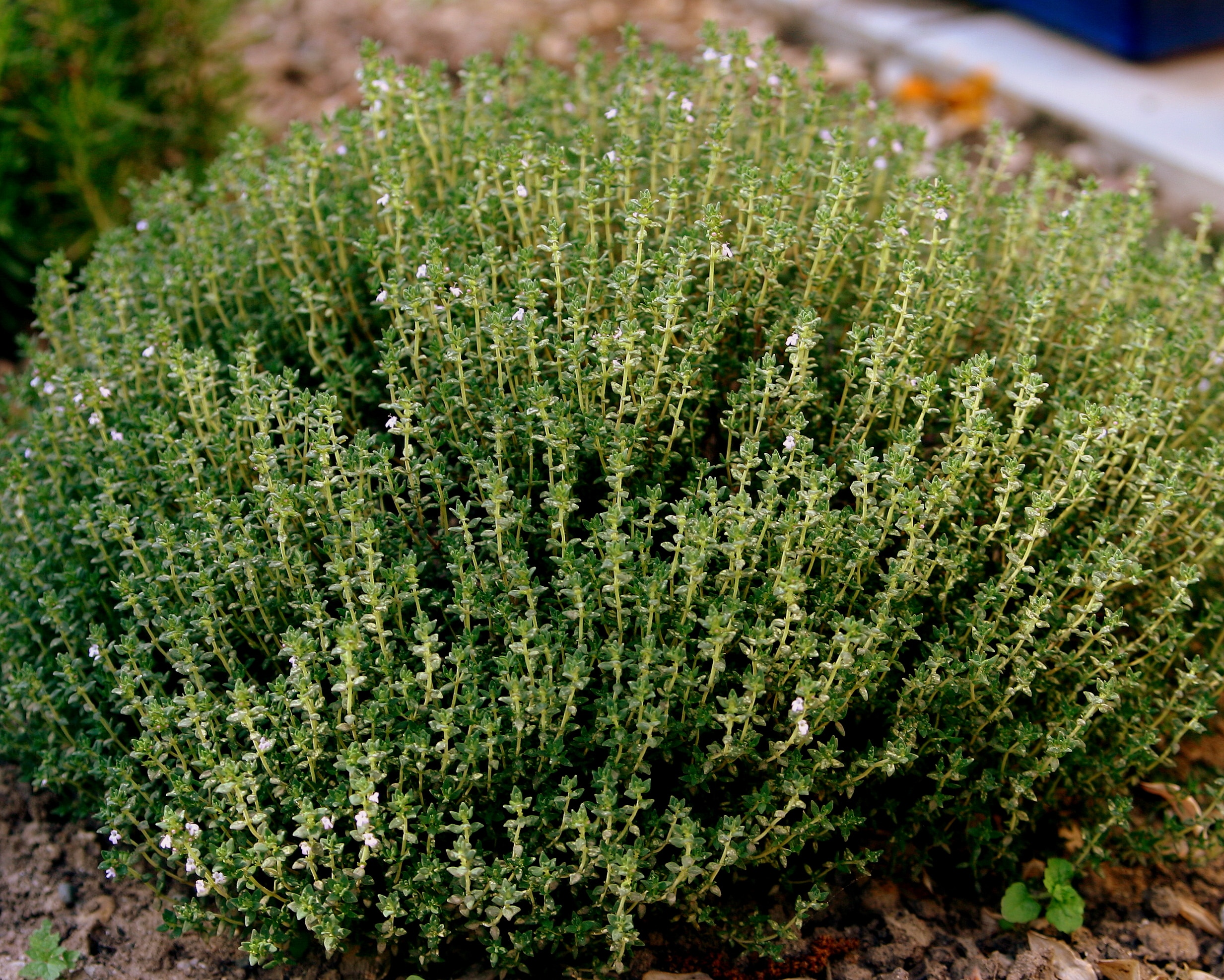 En este momento estás viendo Cuento. La niña nacida de una raíz